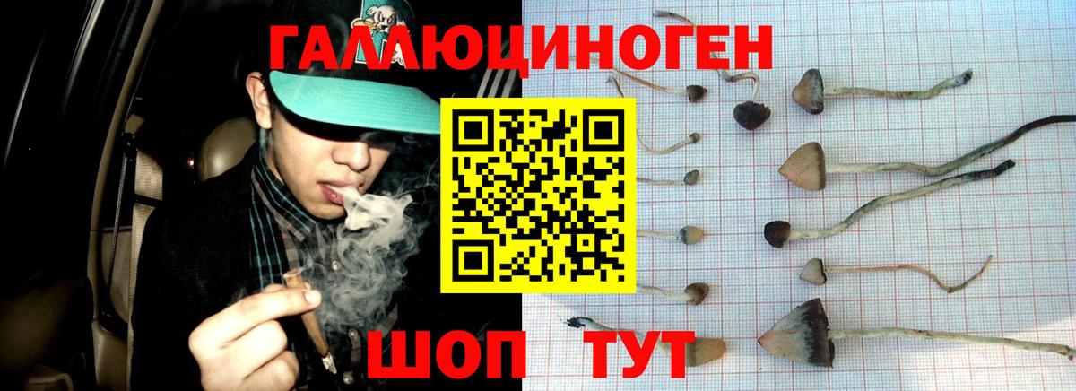 Галлюциногенные грибы Psilocybe Гудермес